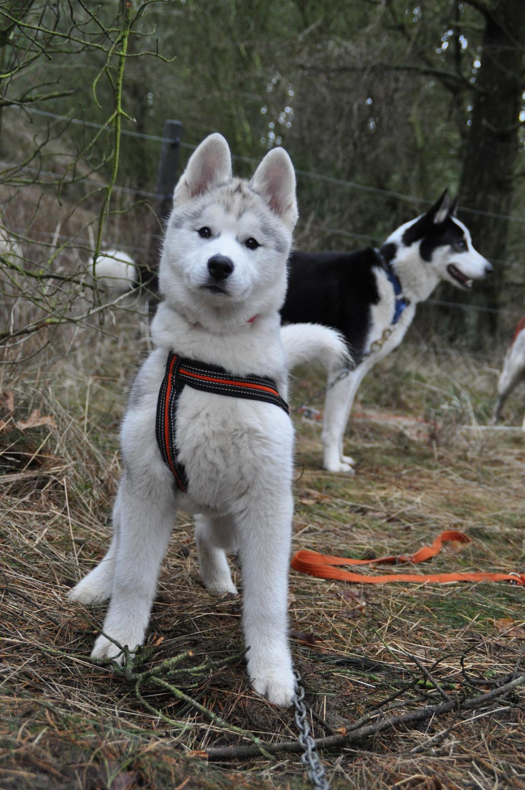 Siberian husky Girl's Talk Star'n Nordica (Penny) billede 5