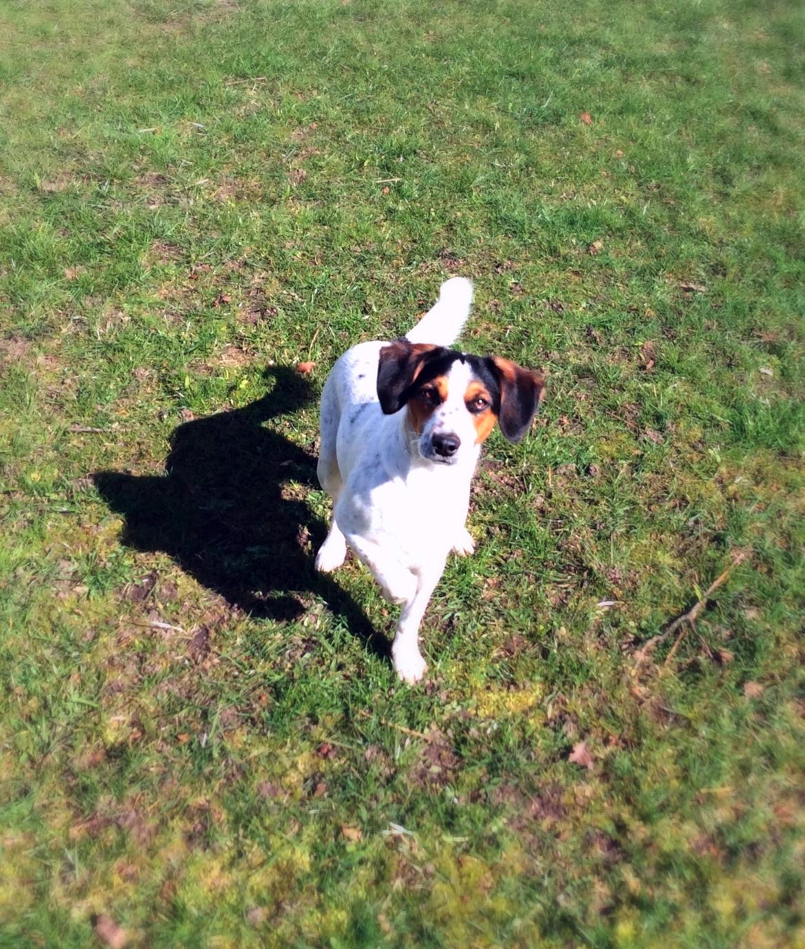 Blanding af racer Bernhart billede 1