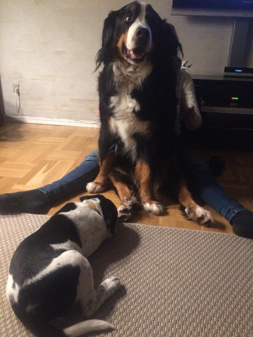 Blanding af racer Maggie billede 10