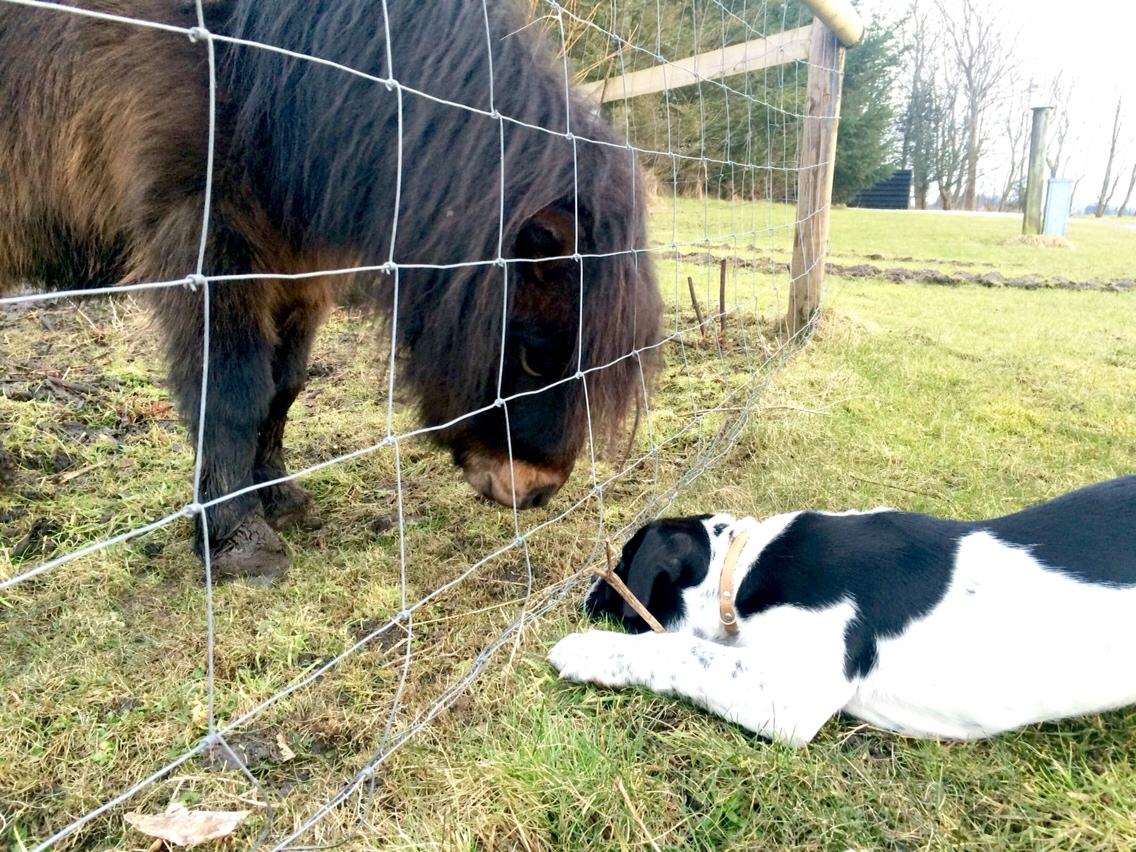 Blanding af racer Maggie billede 9