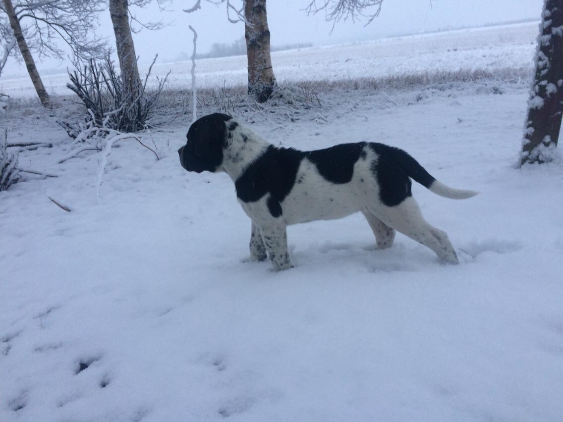 Blanding af racer Maggie billede 11