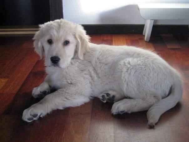 Golden retriever Luca billede 1