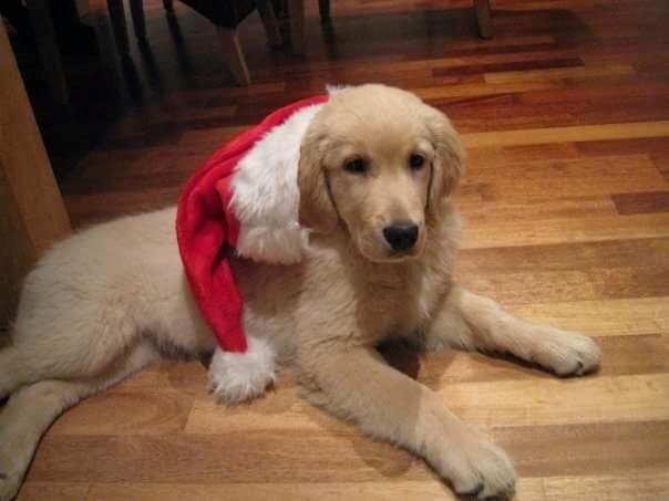 Golden retriever Luca billede 2