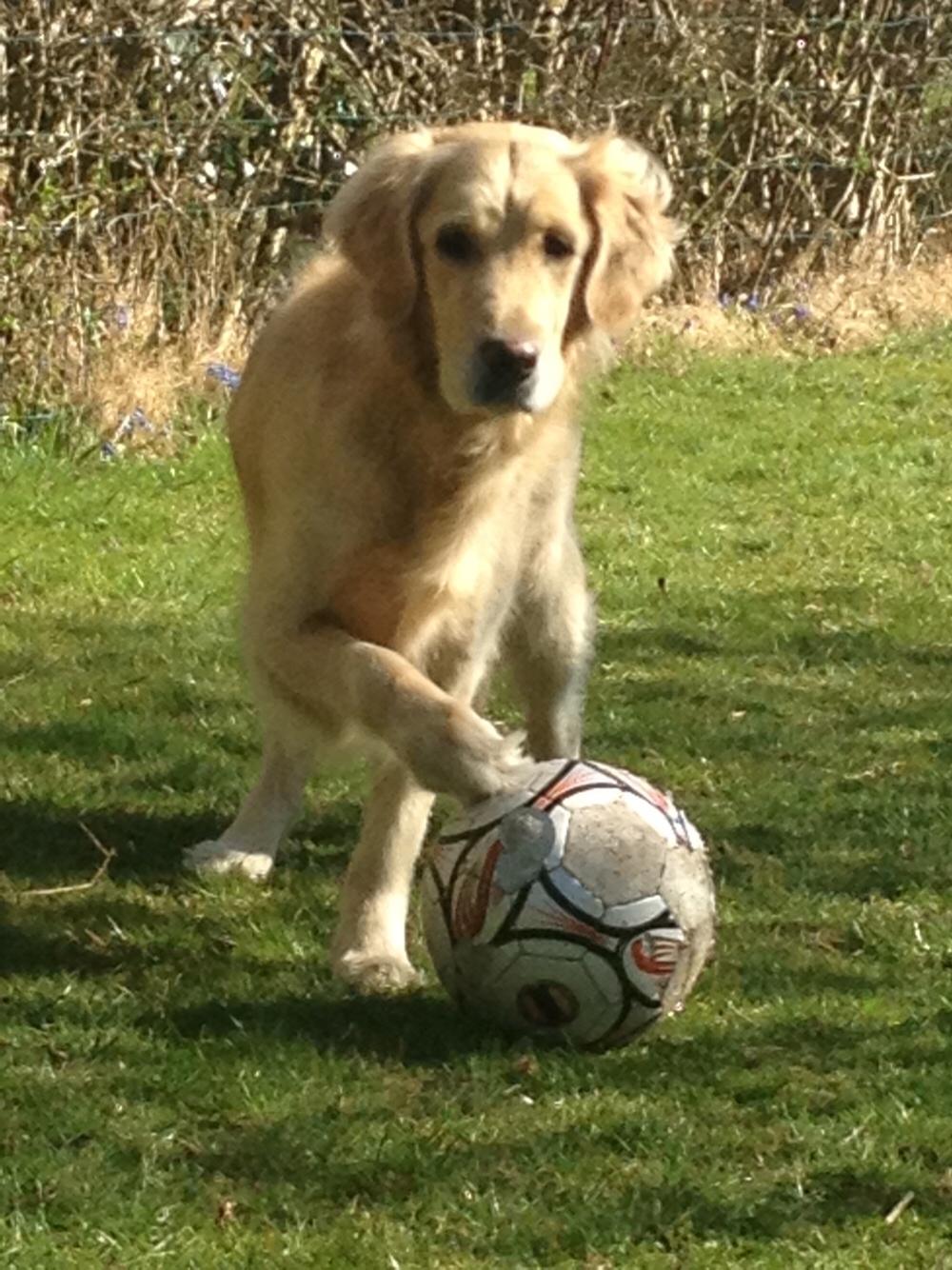 Golden retriever Luca billede 3