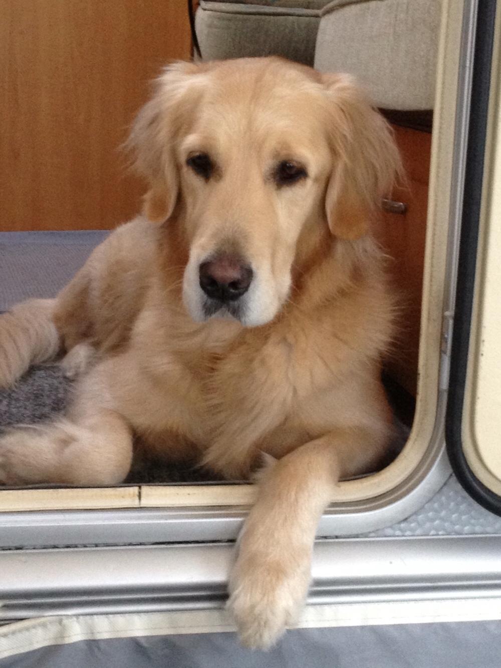 Golden retriever Luca billede 4