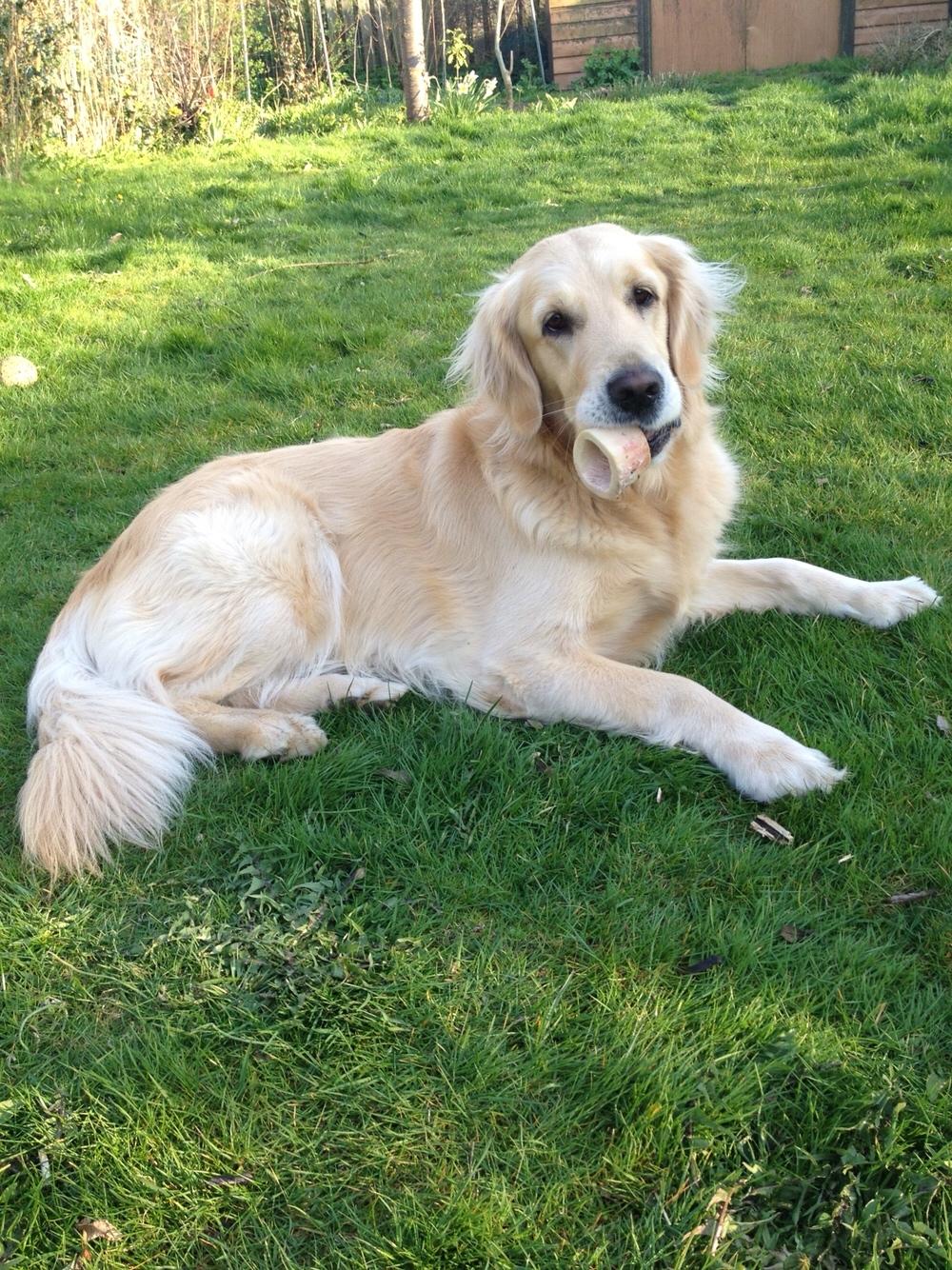 Golden retriever Luca billede 5