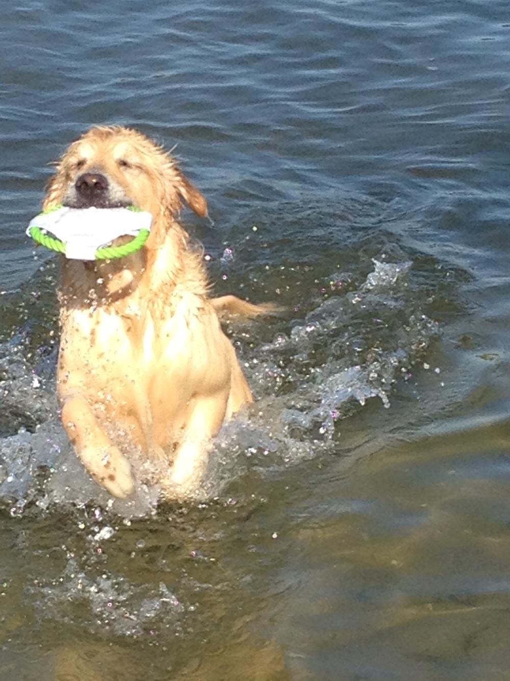 Golden retriever Luca billede 6