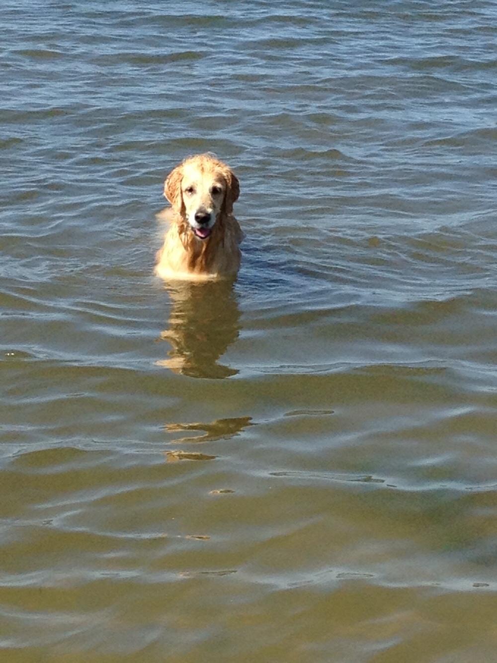 Golden retriever Luca billede 7