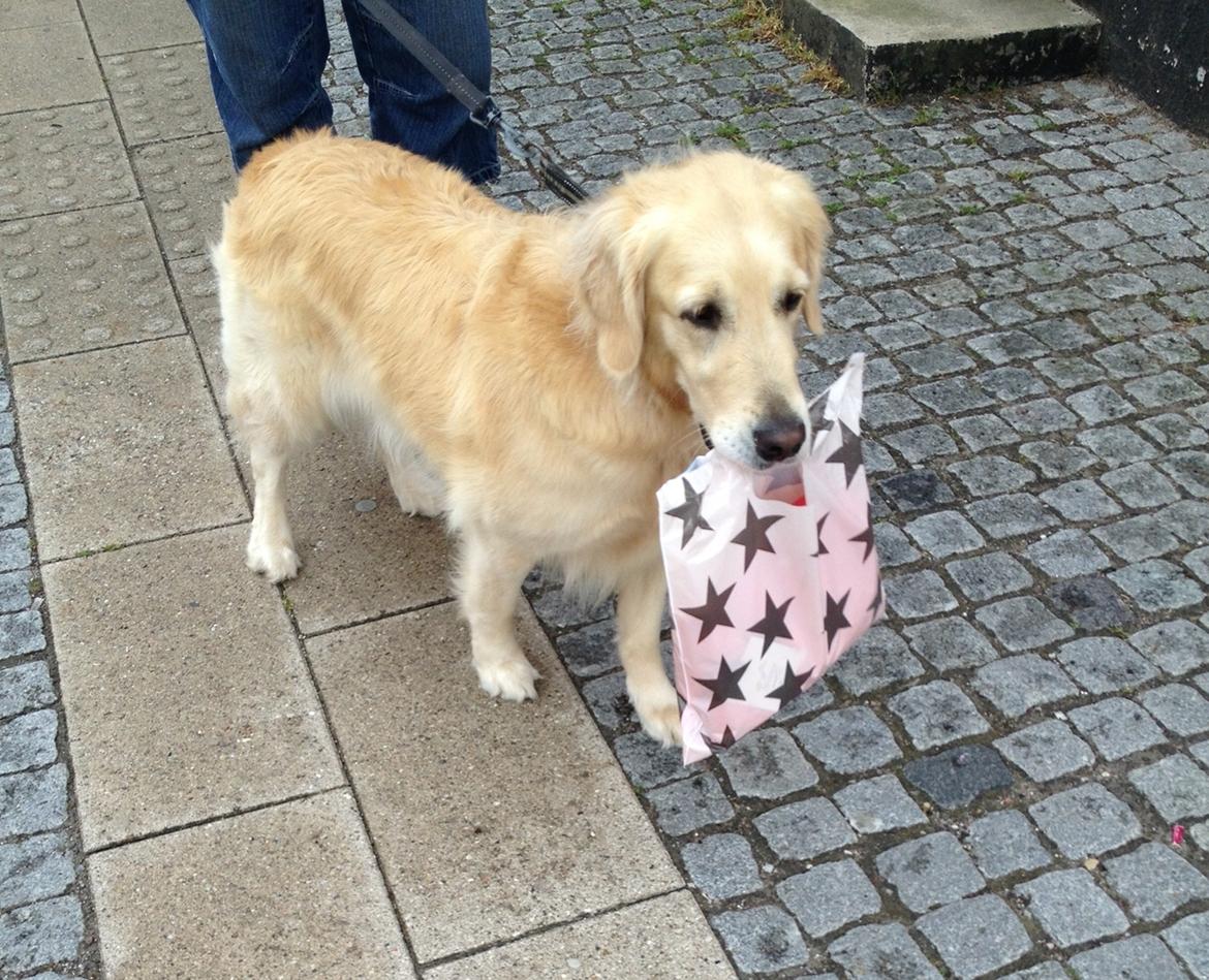 Golden retriever Luca billede 8