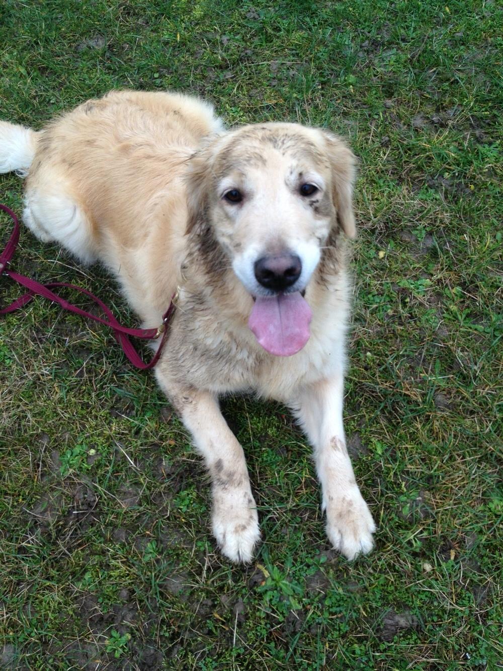 Golden retriever Luca billede 9