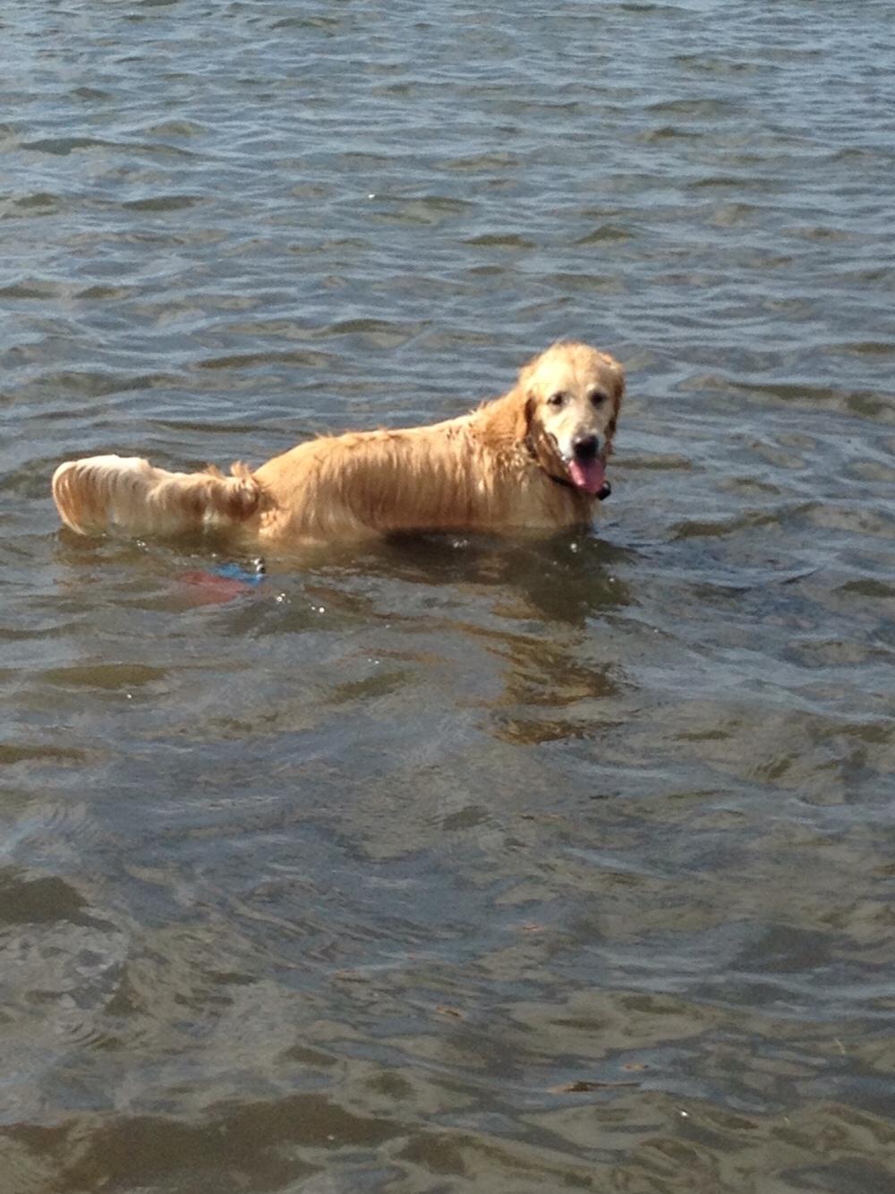 Golden retriever Luca billede 10