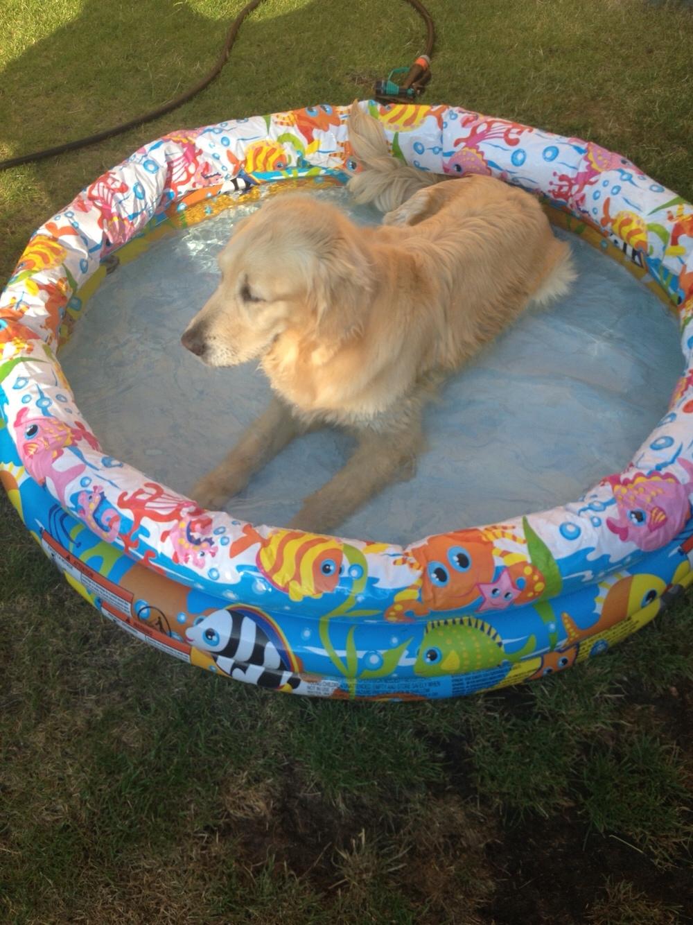 Golden retriever Luca billede 11