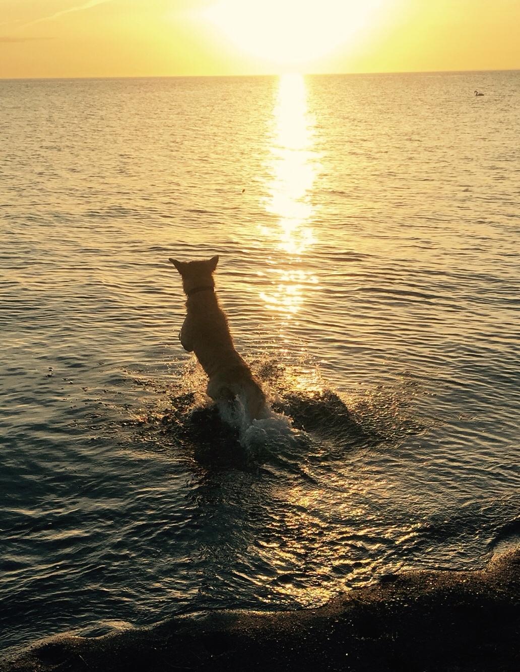 Golden retriever Luca billede 12