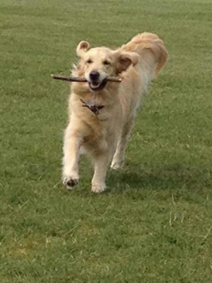 Golden retriever Luca billede 13