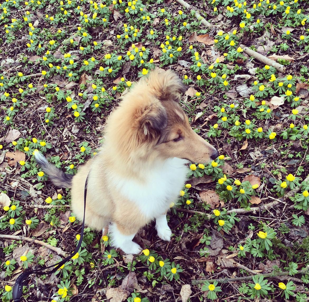 Shetland sheepdog Canto billede 13