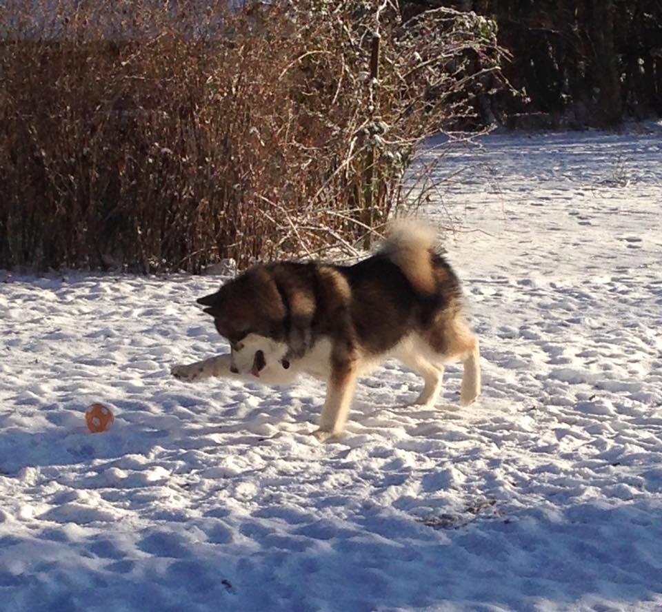 Alaskan malamute F' FIRE IN PAWS Srebrny Kiel  billede 19