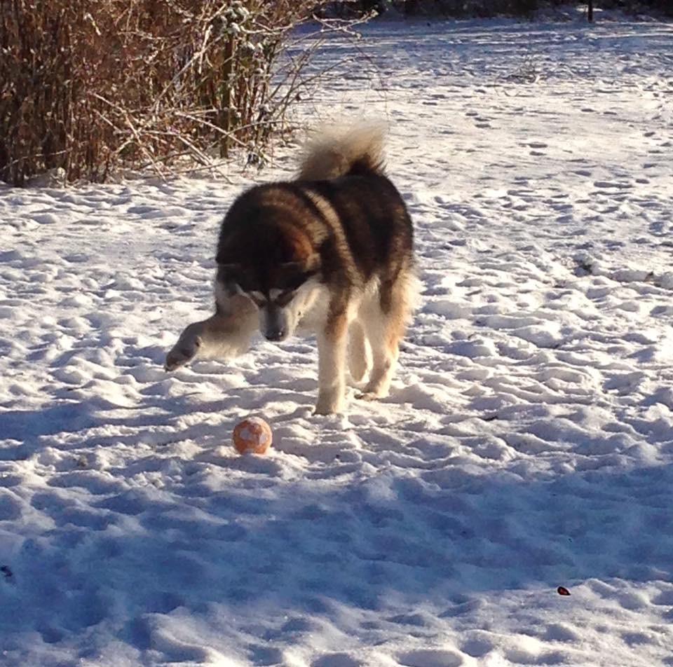 Alaskan malamute F' FIRE IN PAWS Srebrny Kiel  billede 20