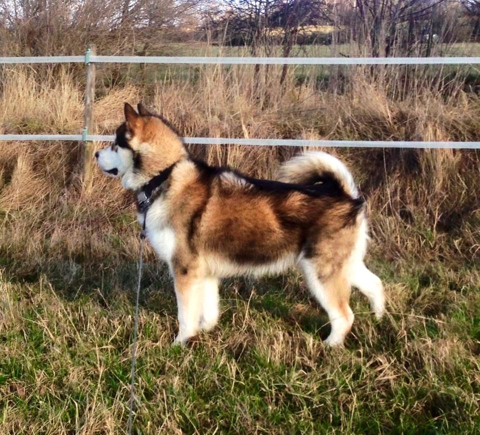 Alaskan malamute F' FIRE IN PAWS Srebrny Kiel  billede 16