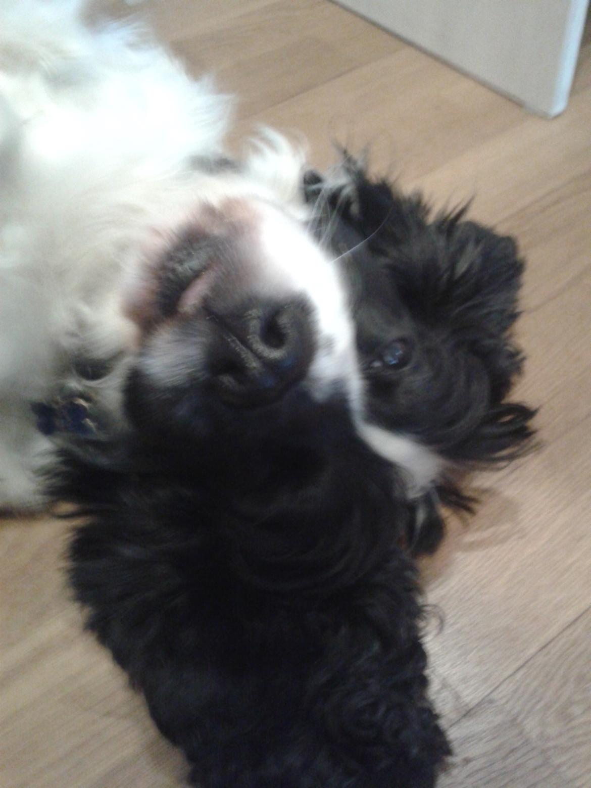 Cocker spaniel Perle billede 22