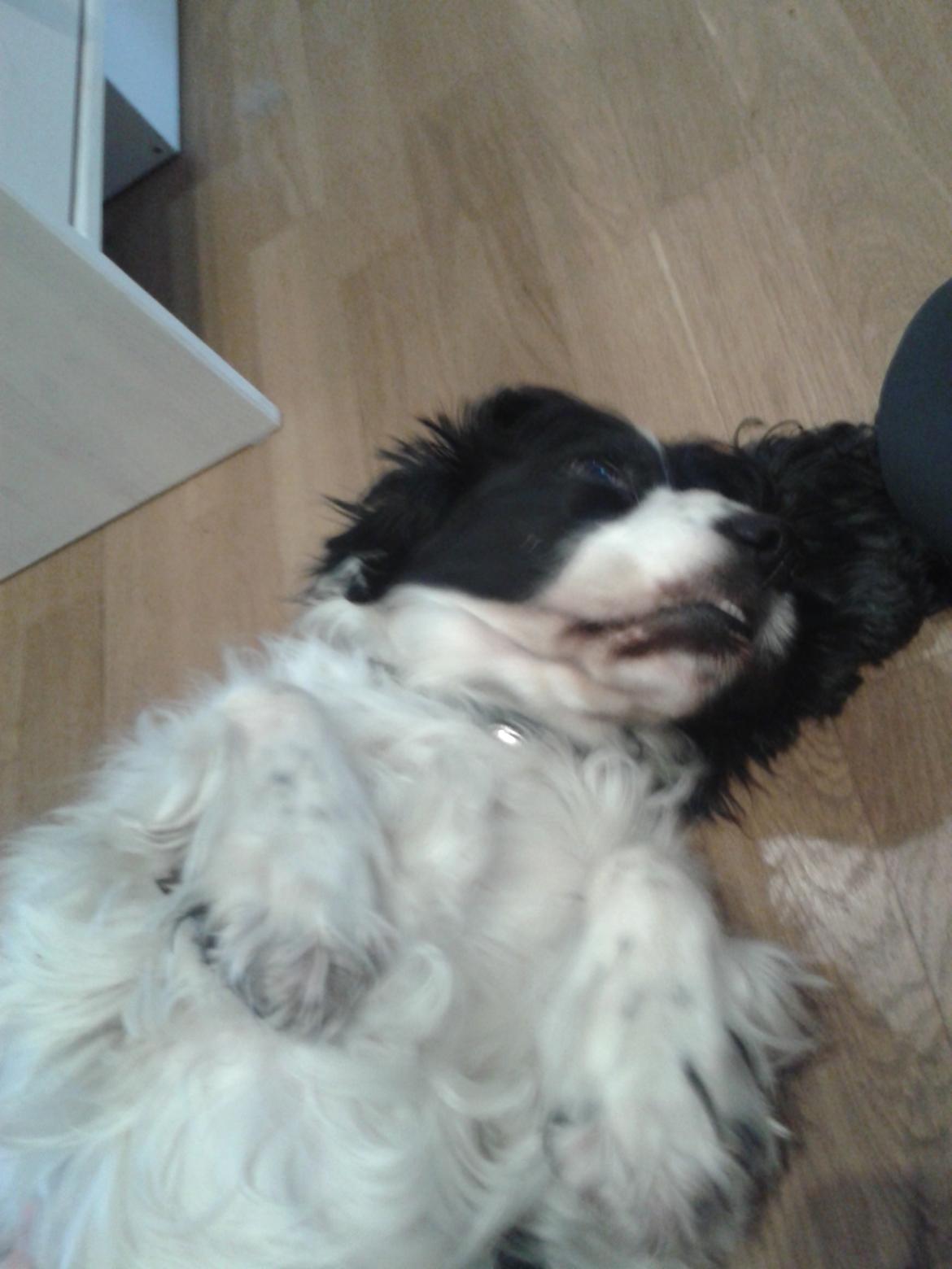 Cocker spaniel Perle billede 23