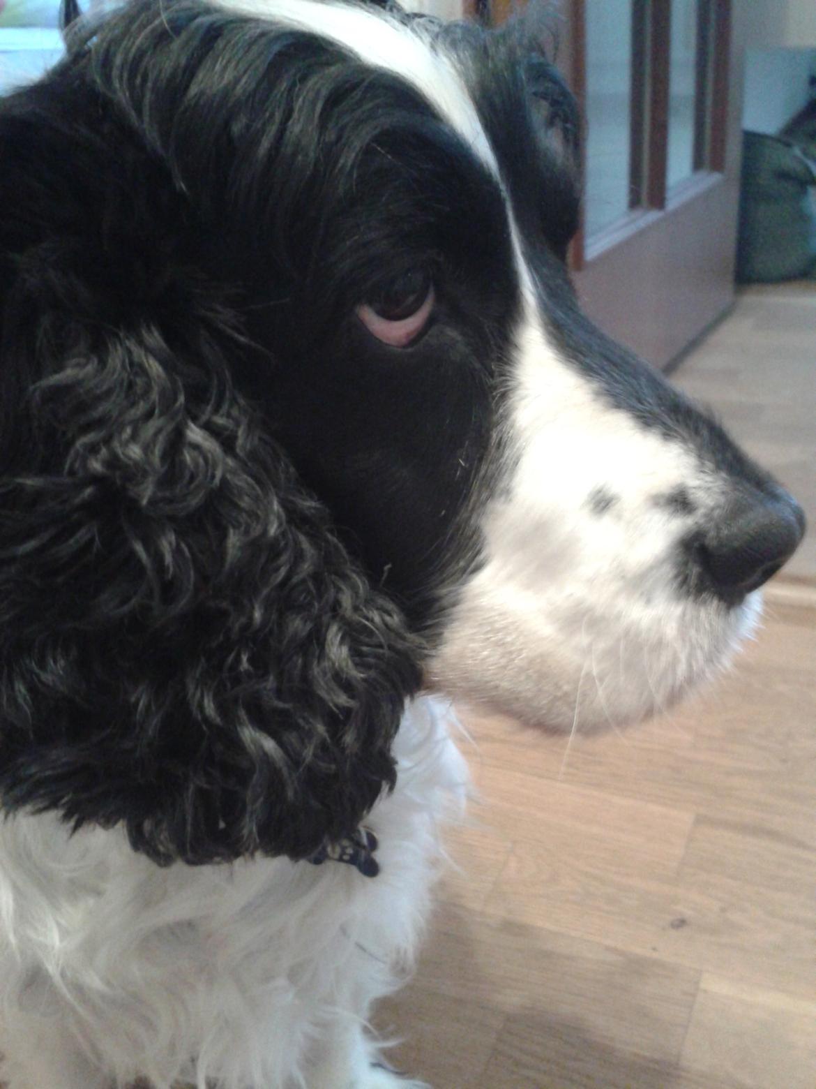 Cocker spaniel Perle billede 24