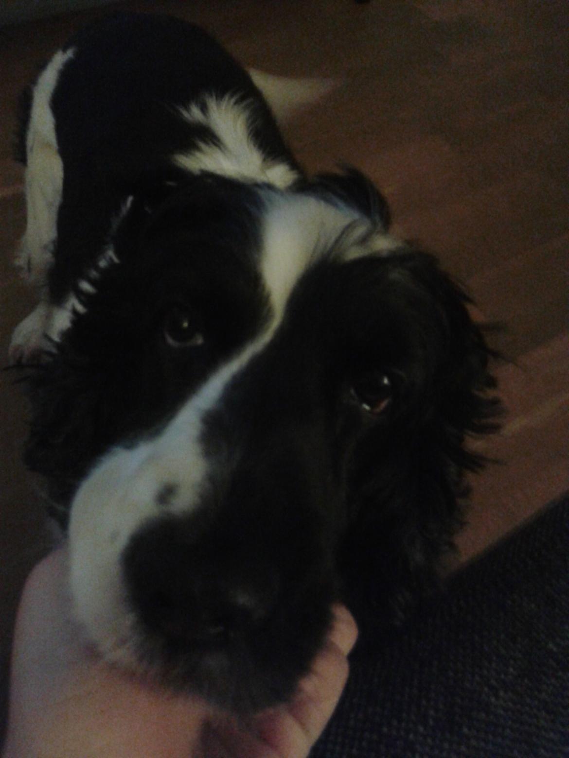 Cocker spaniel Perle billede 25