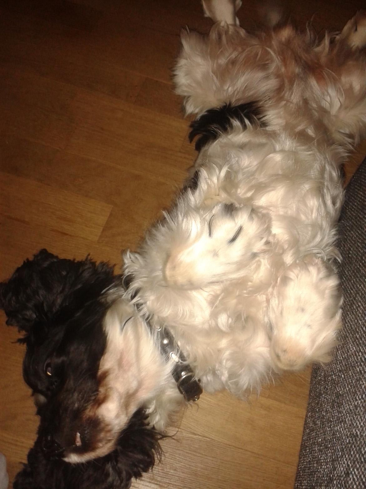 Cocker spaniel Perle billede 26