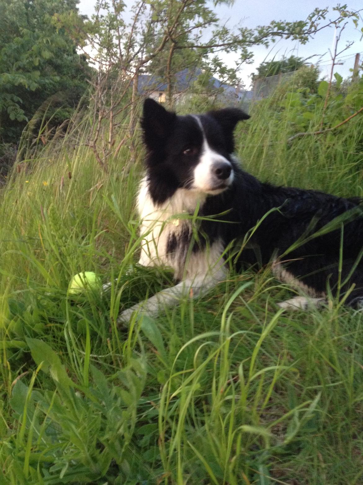 Border collie Orson  billede 3