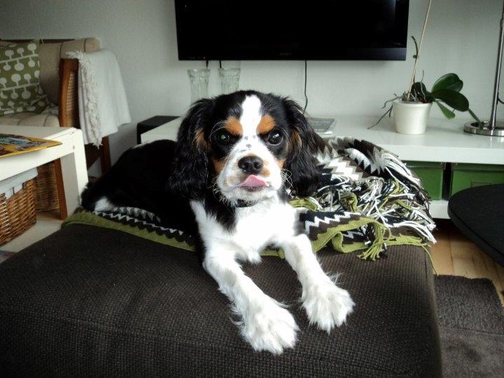 Cavalier king charles spaniel Valdemar Hansen den 1. billede 1