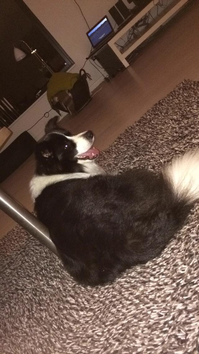 Border collie Orson  billede 4