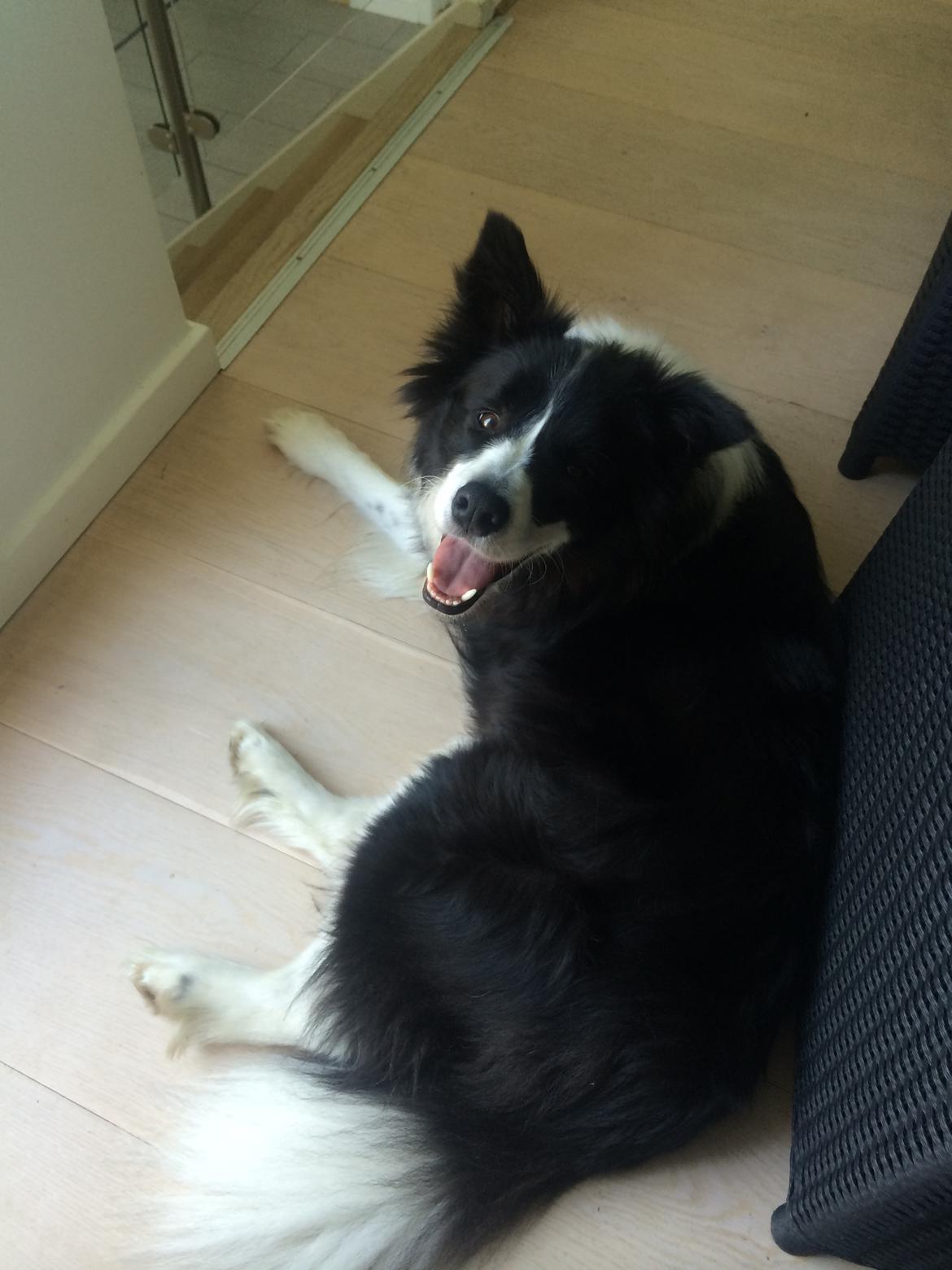 Border collie Orson  billede 2