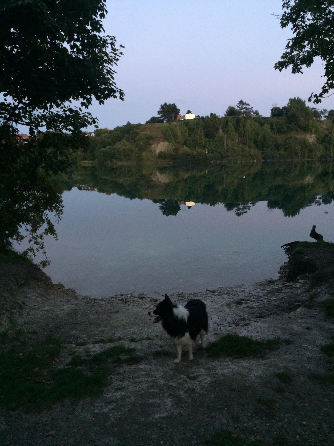 Border collie Orson  billede 5