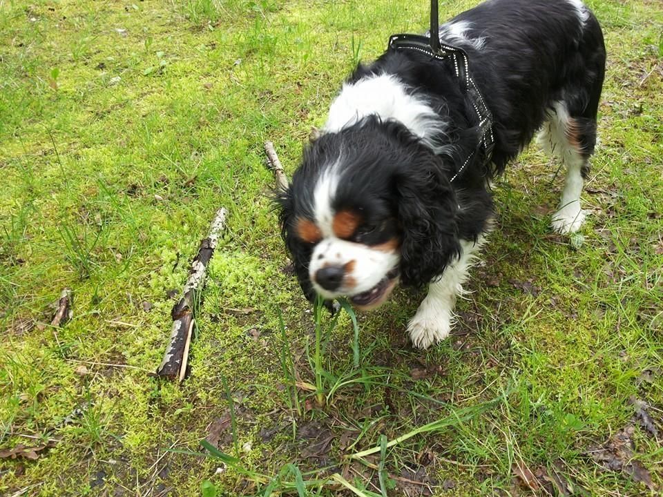 Cavalier king charles spaniel Valdemar Hansen den 1. billede 2