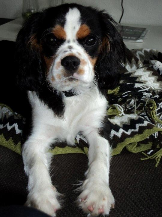 Cavalier king charles spaniel Valdemar Hansen den 1. billede 3