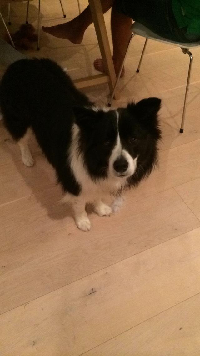 Border collie Orson  billede 1