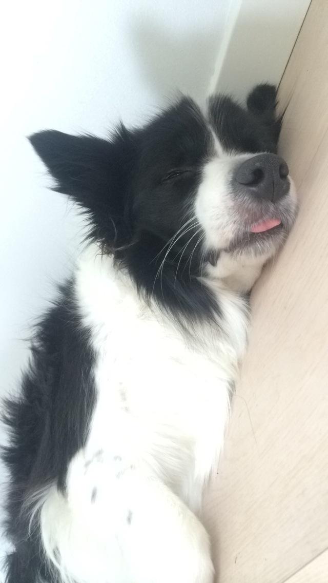 Border collie Orson  billede 6