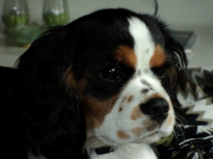 Cavalier king charles spaniel Valdemar Hansen den 1. billede 4