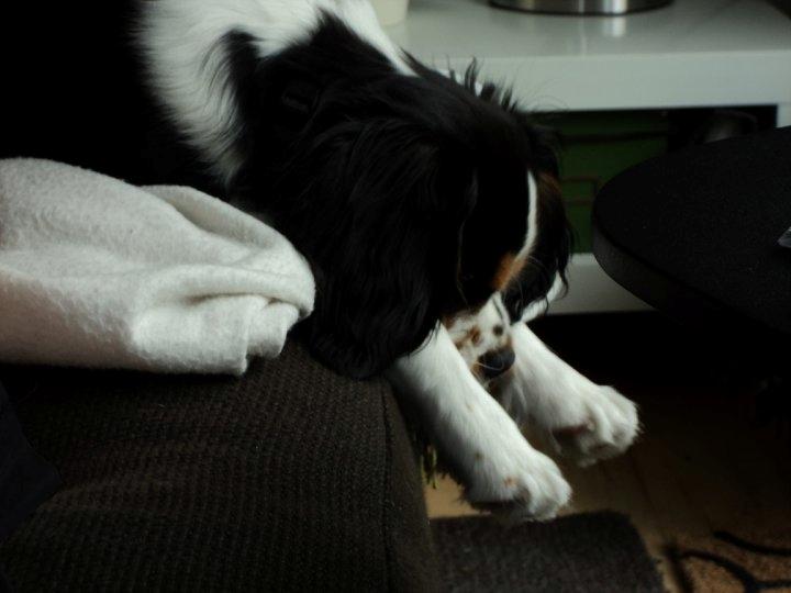 Cavalier king charles spaniel Valdemar Hansen den 1. billede 5