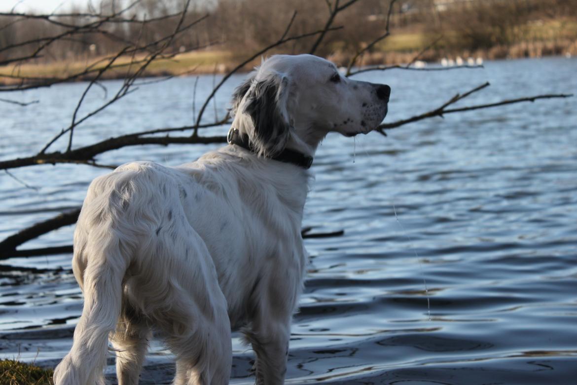 Engelsk setter Tobølbjergs Houdini billede 4