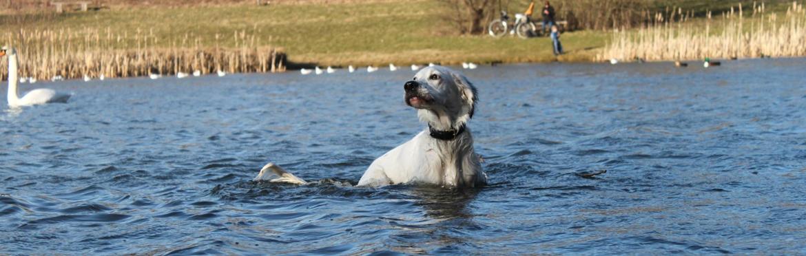 Engelsk setter Tobølbjergs Houdini billede 9