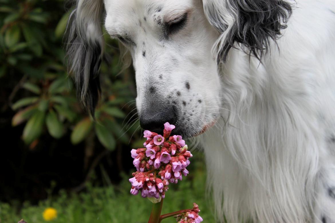 Engelsk setter Tobølbjergs Houdini billede 7