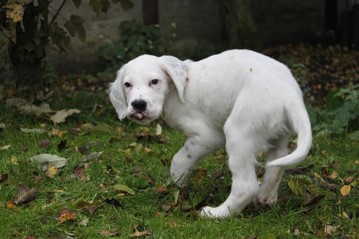 Engelsk setter Tobølbjergs Houdini billede 14
