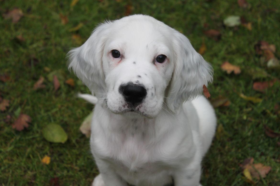 Engelsk setter Tobølbjergs Houdini billede 15