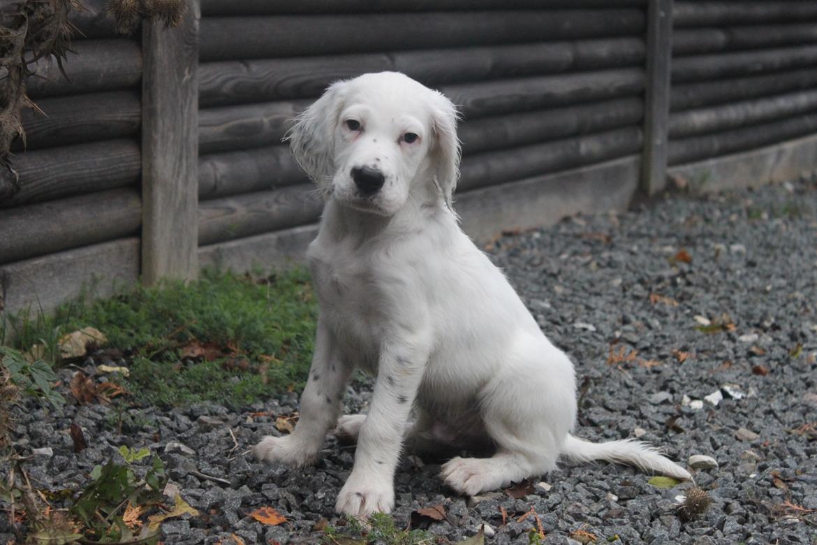 Engelsk setter Tobølbjergs Houdini billede 17