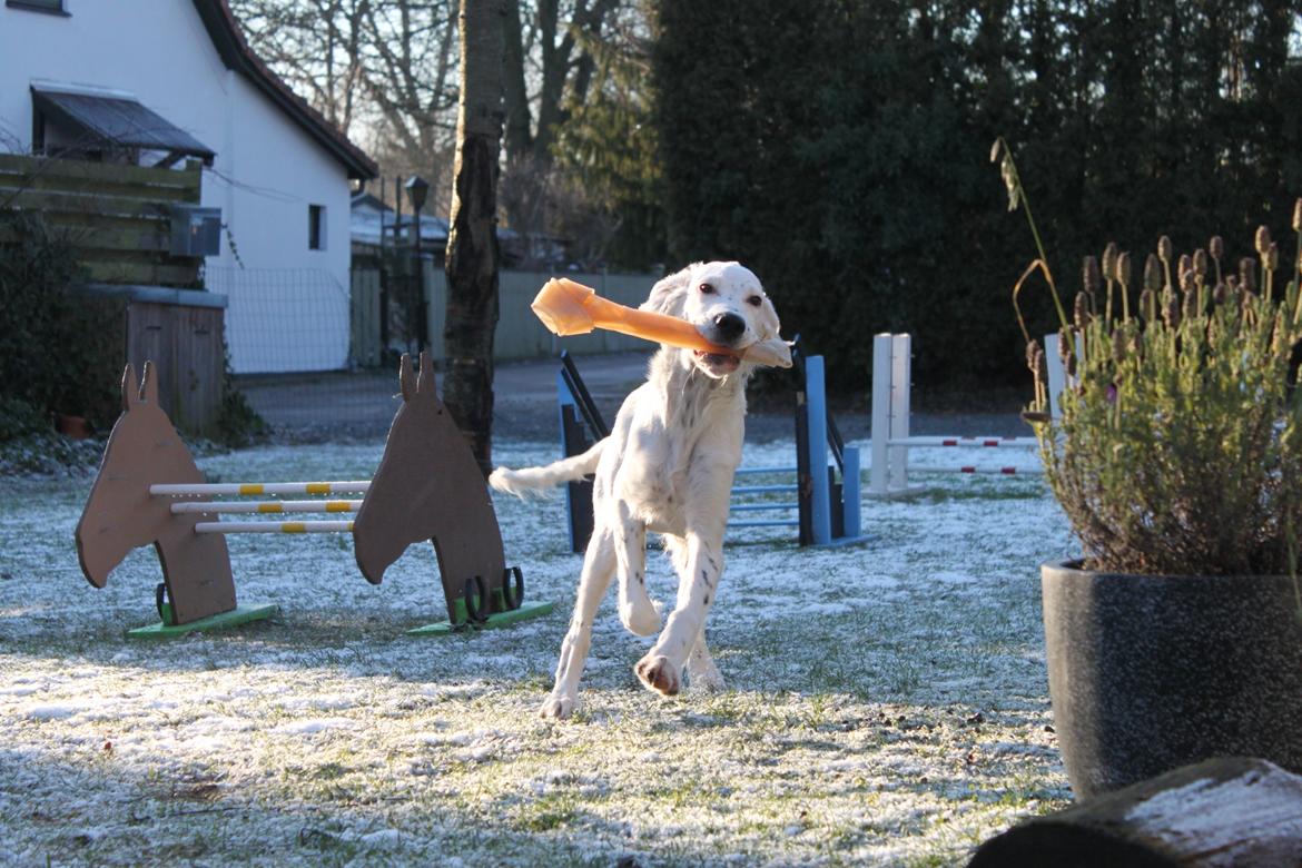 Engelsk setter Tobølbjergs Houdini billede 23