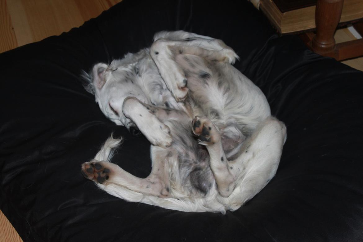 Engelsk setter Tobølbjergs Houdini billede 27