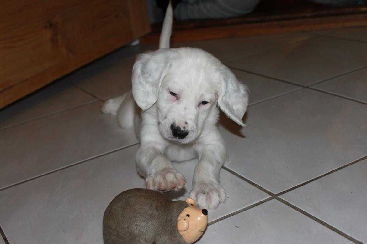 Engelsk setter Tobølbjergs Houdini billede 28