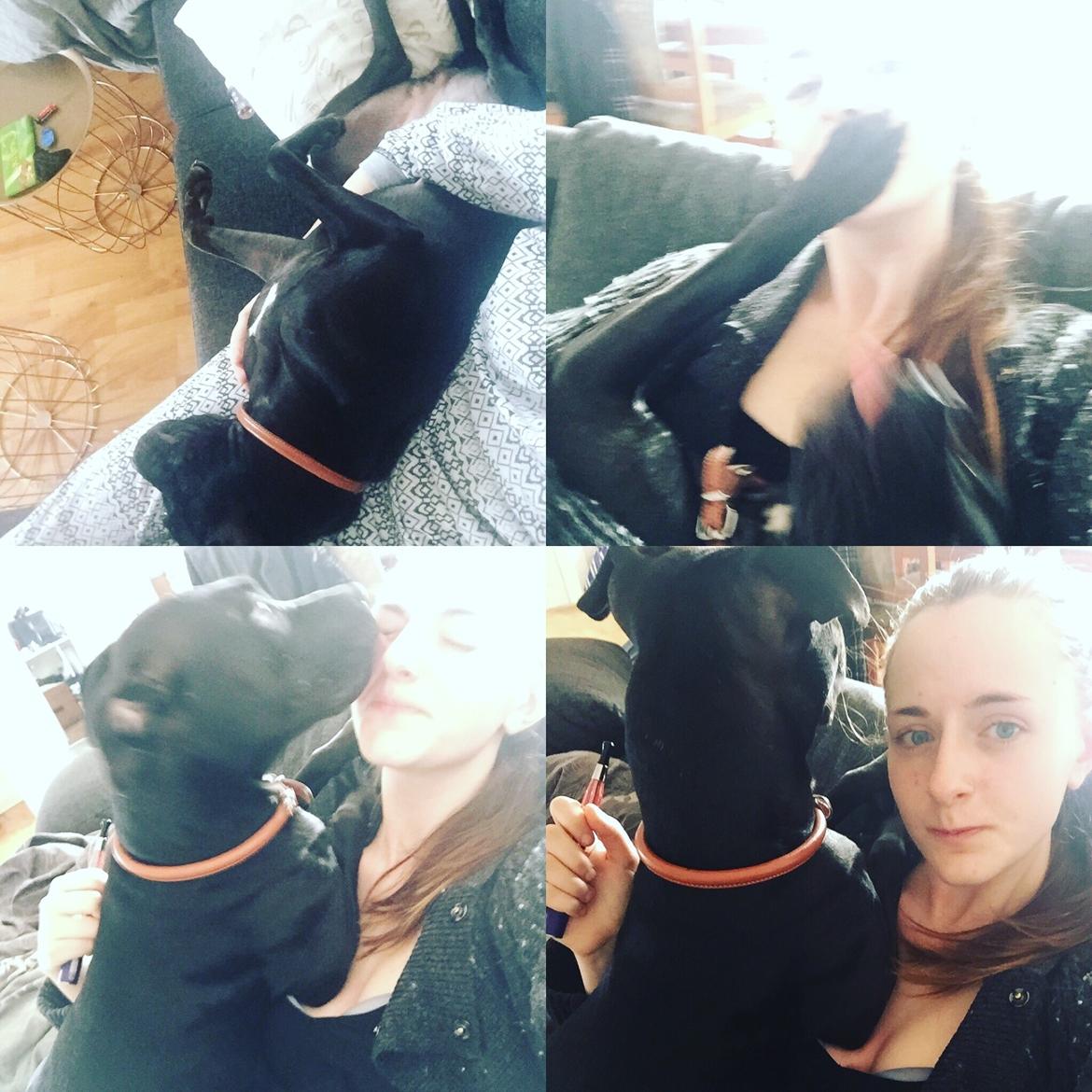 Blanding af racer Shaggie (himmelhund<3) billede 36