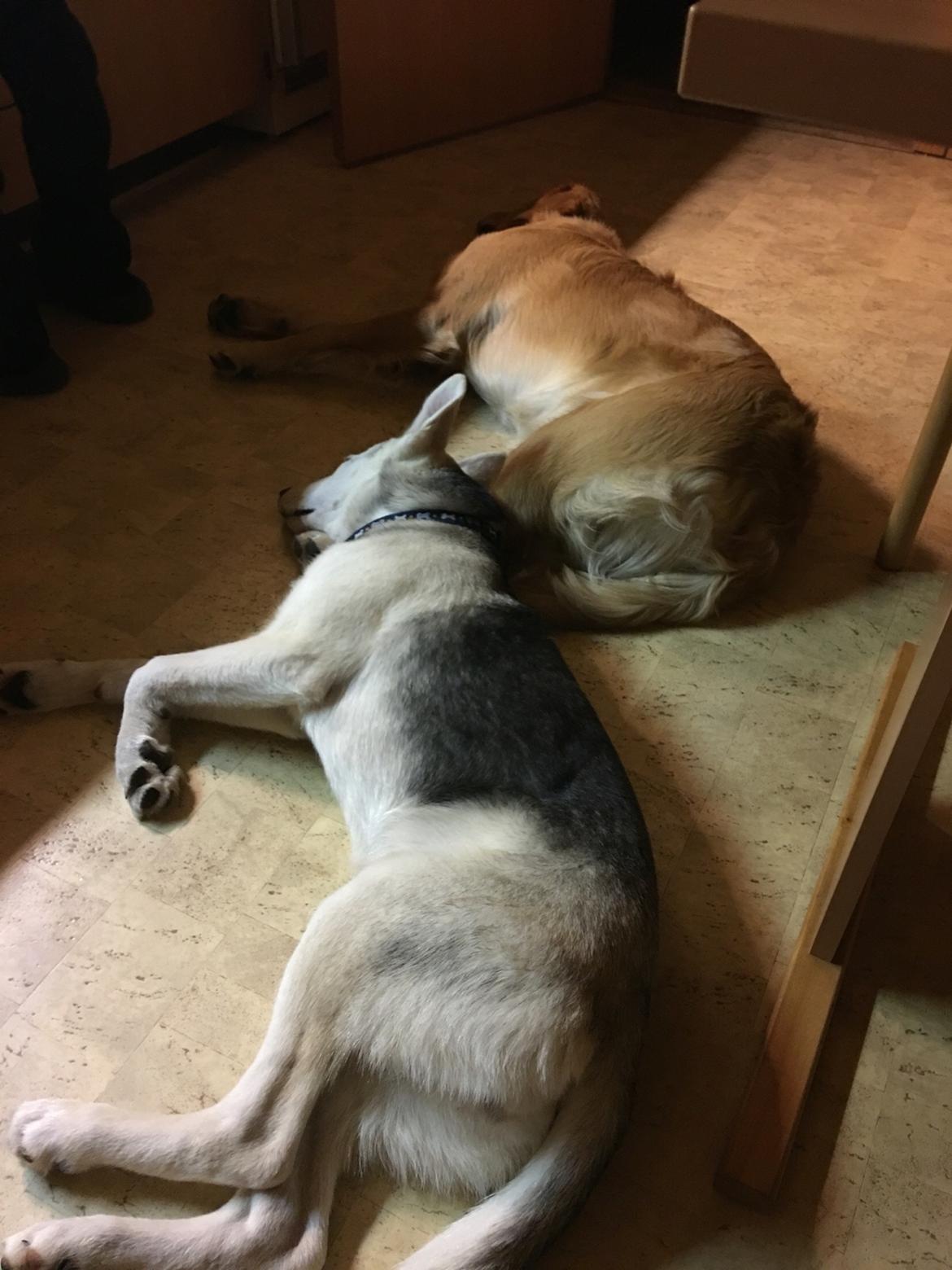 Alaskan husky Skæbnens Cille *RIP* billede 8