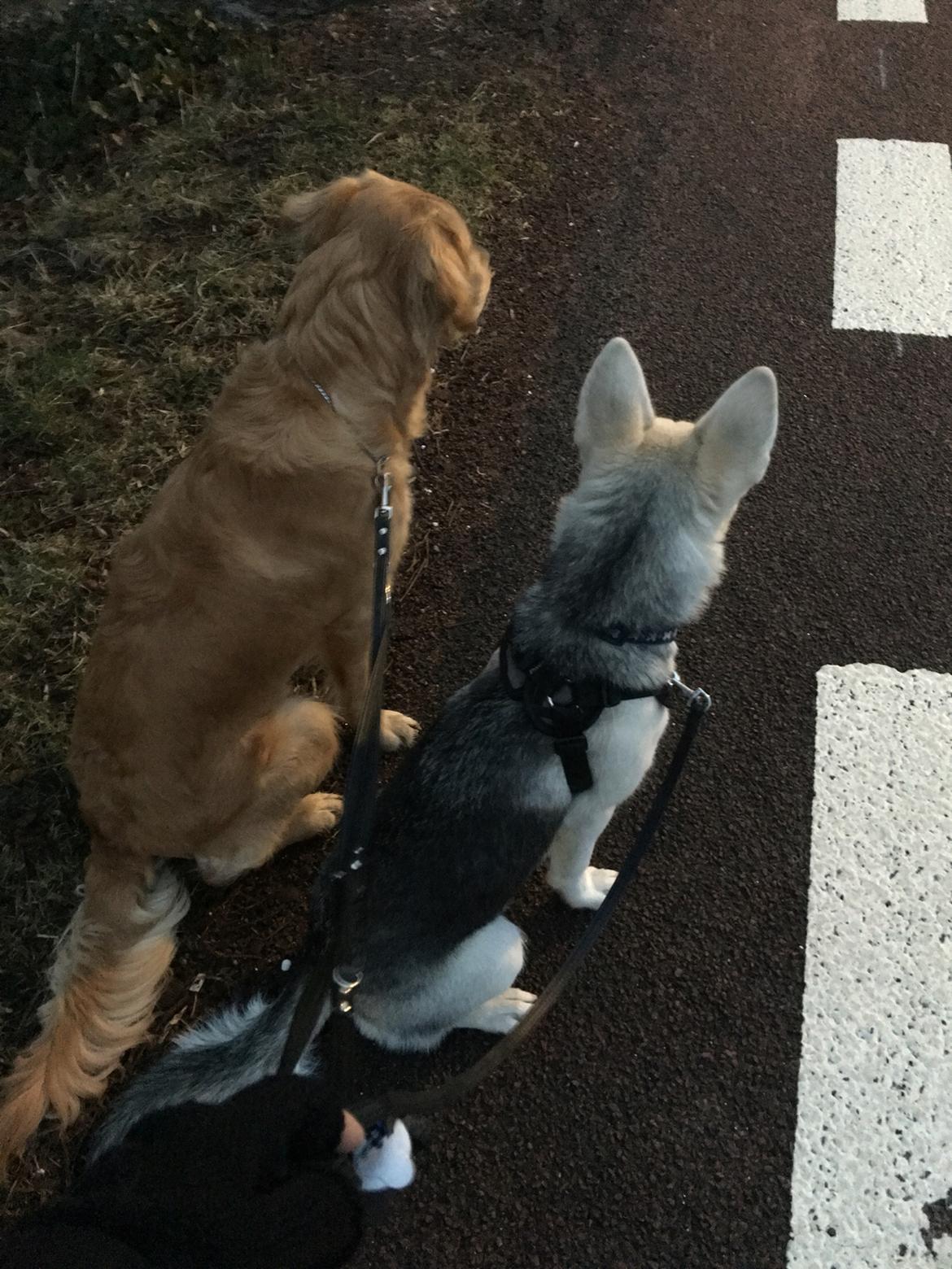 Alaskan husky Skæbnens Cille *RIP* billede 7